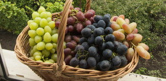Глава «Массандры»: для крымского виноградарства наступает новый этап